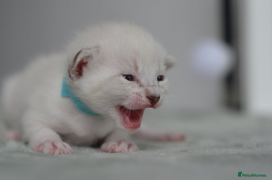 Siamese cats for sale: 🧬F1 BENAMESE KITTENS🧬 1 LITTLE BOY LEFT - Image 2