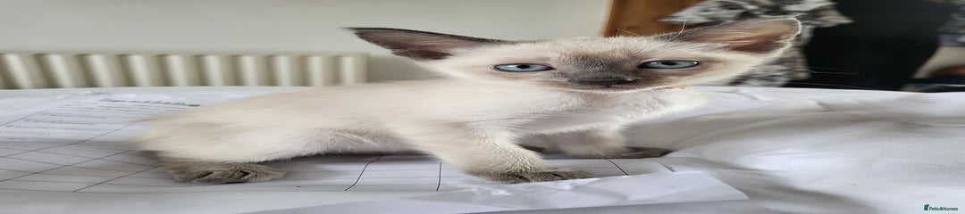 Snowshoe Kitten 3