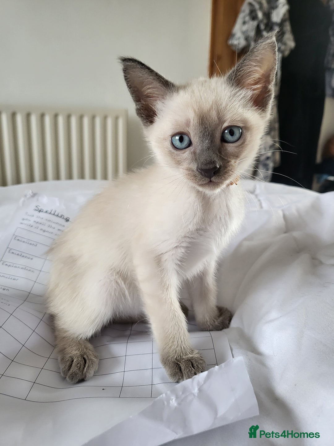 Snowshoe cats for sale: Full Pedigree Snowshoe Kittens - Image 14