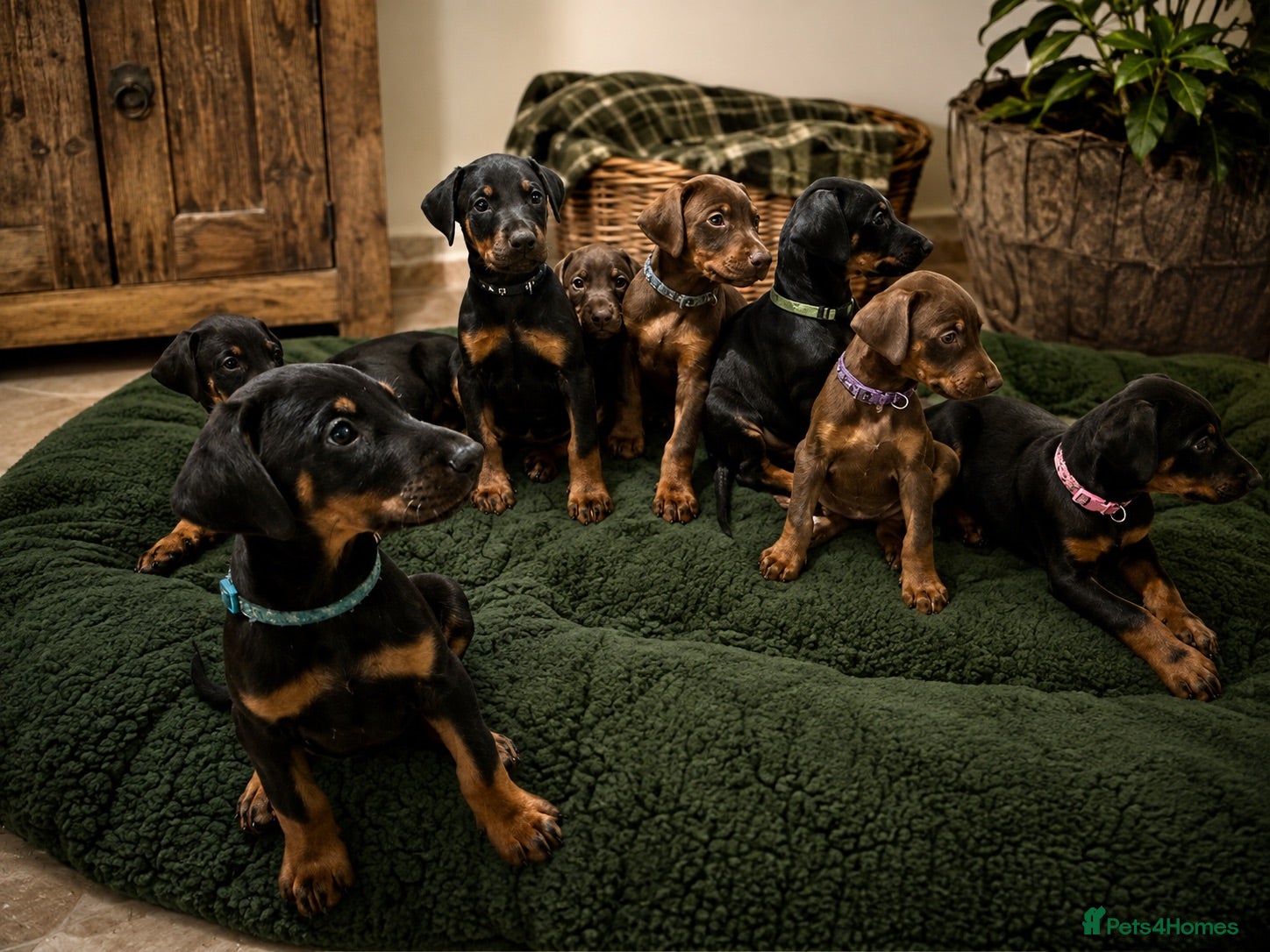Dobermann dogs Dobermann Pups - Advert 3