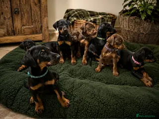 Dobermann dogs Dobermann Pups - Advert 6