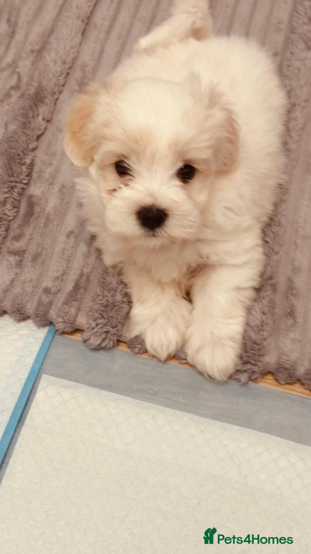 Bichon Frise dogs for sale: Adorable Bichon Frise Puppies - Advert 2