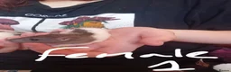 Rat rodents for sale: X3 female rats for sale  - Advert 4