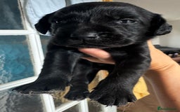 Springador dogs for sale: 8 Black Springador Puppies  - Image 3