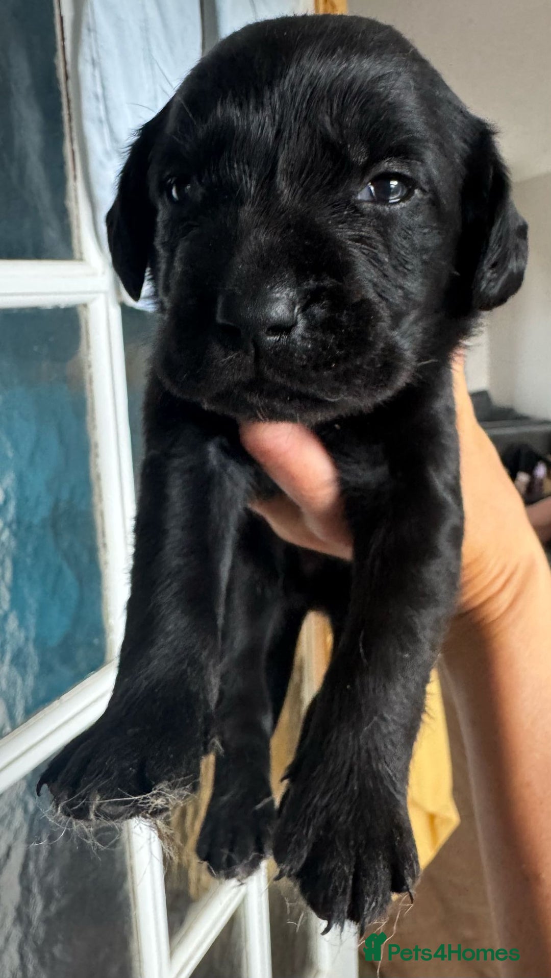 Springador dogs for sale: 8 Black Springador Puppies  - Image 3