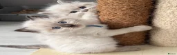 Ragdoll cats for sale: ❤️ Exceptional Lilac & Seal Point Ragdoll Kittens - Advert 21