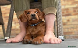 Cavapoo dogs for sale: Cavapoo puppy  - Image 2