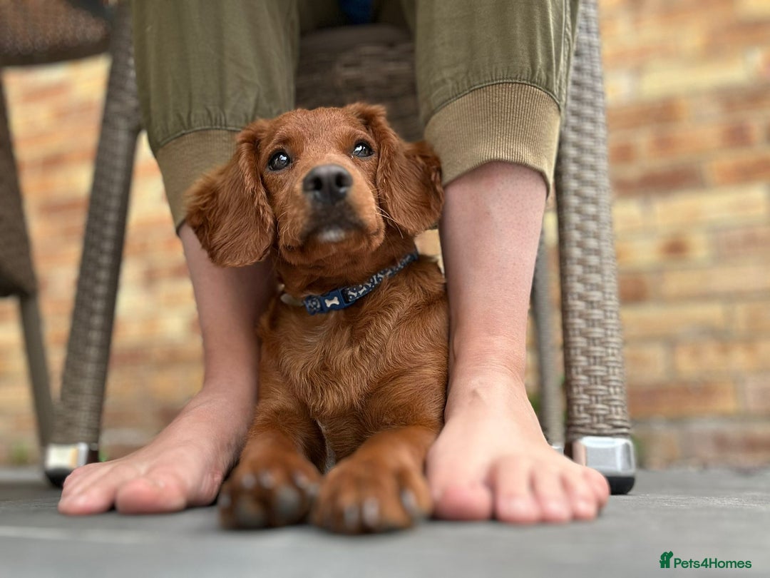 Cavapoo dogs for sale: Cavapoo puppy  - Image 2
