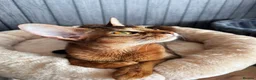 Abyssinian cats for sale: Champion line  - Advert 20