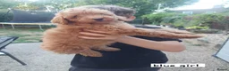 Toy Poodle dogs for sale: Beautiful toy poodle pups  - Advert 4