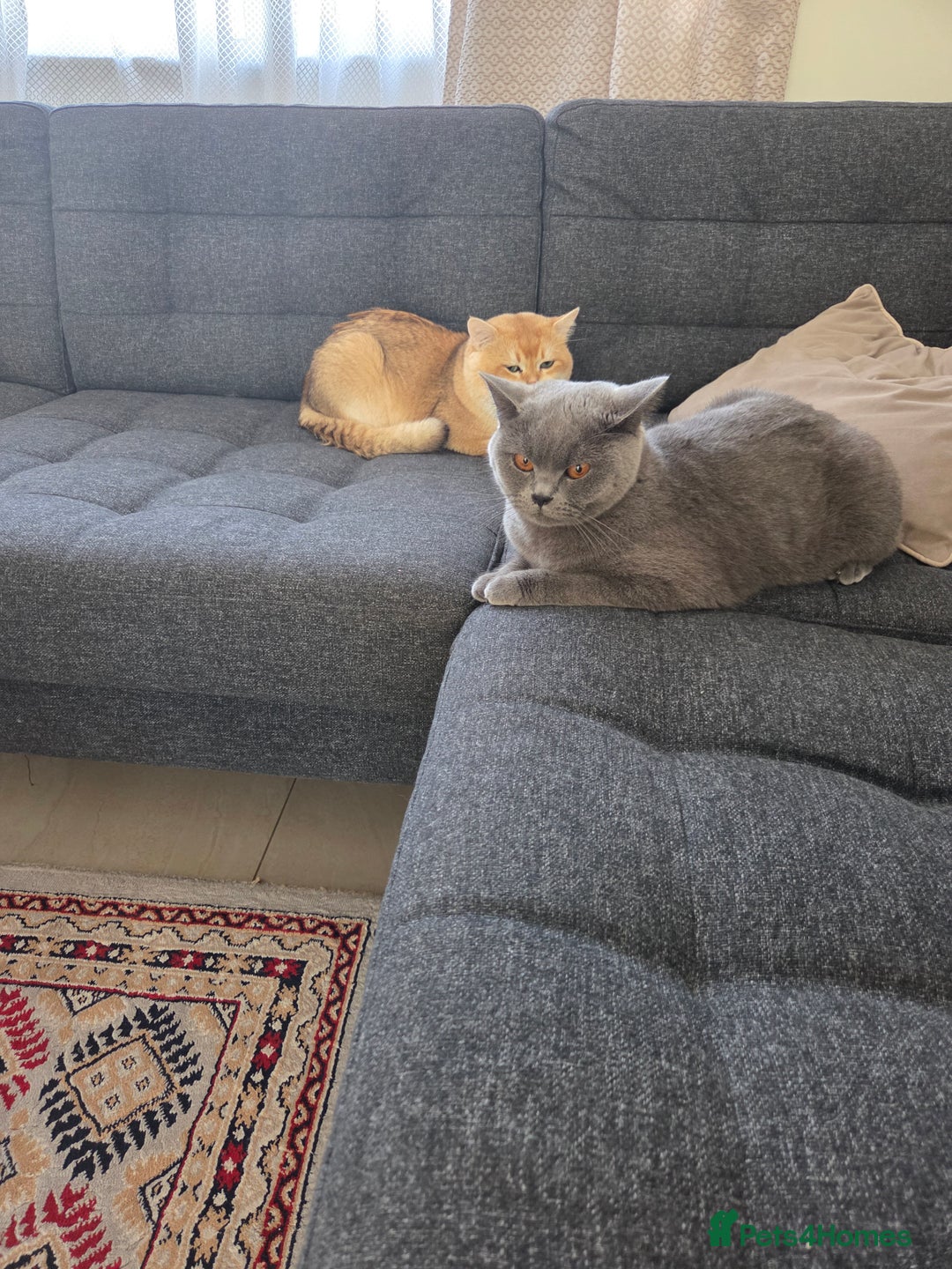 British Shorthair cats for sale:  **  **  **  ** BRITISH SHORTLY **  **  **  **   - Advert 34