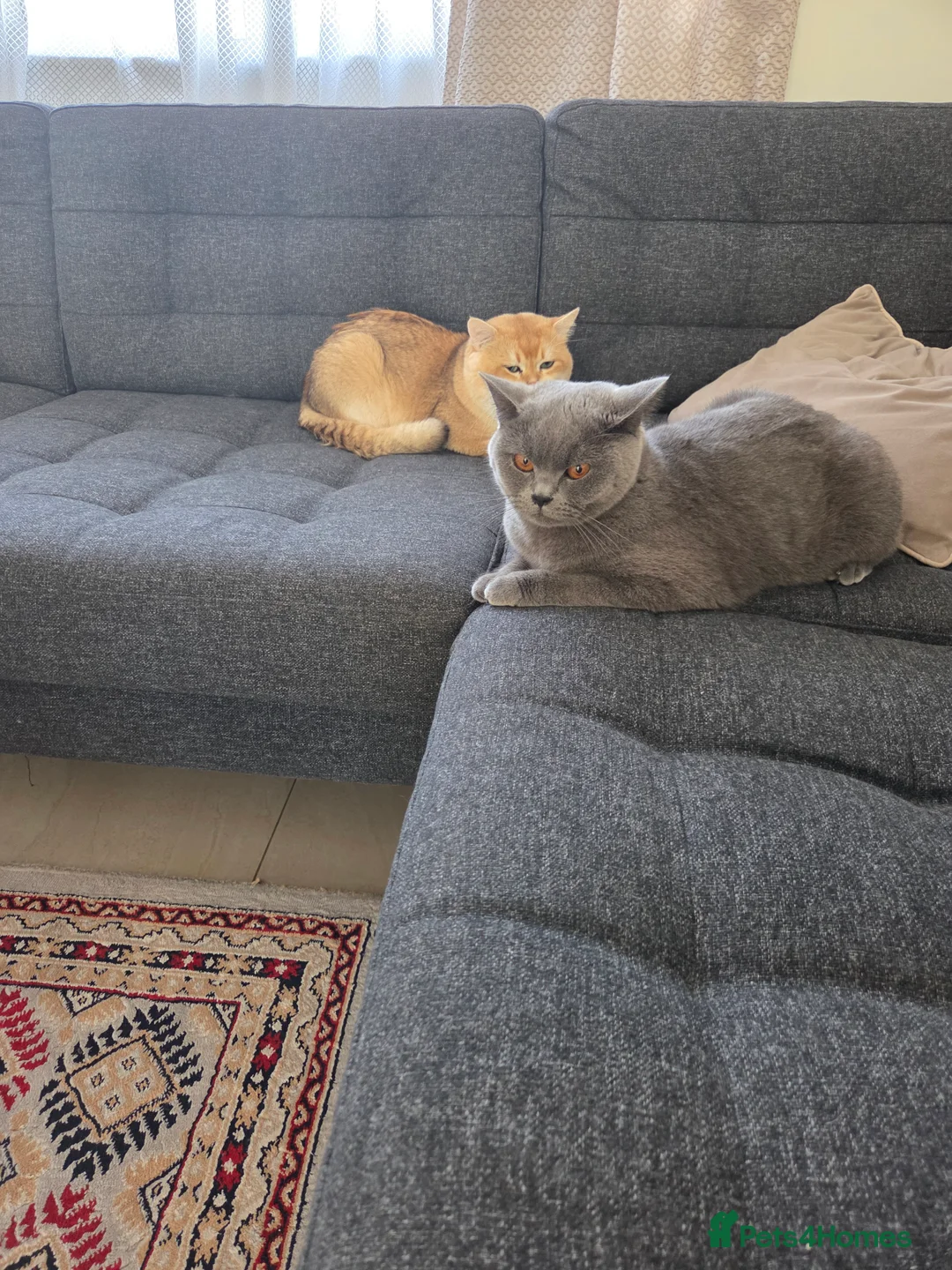 British Shorthair cats for sale:          BRITISH SHORTHAIR - Advert 16