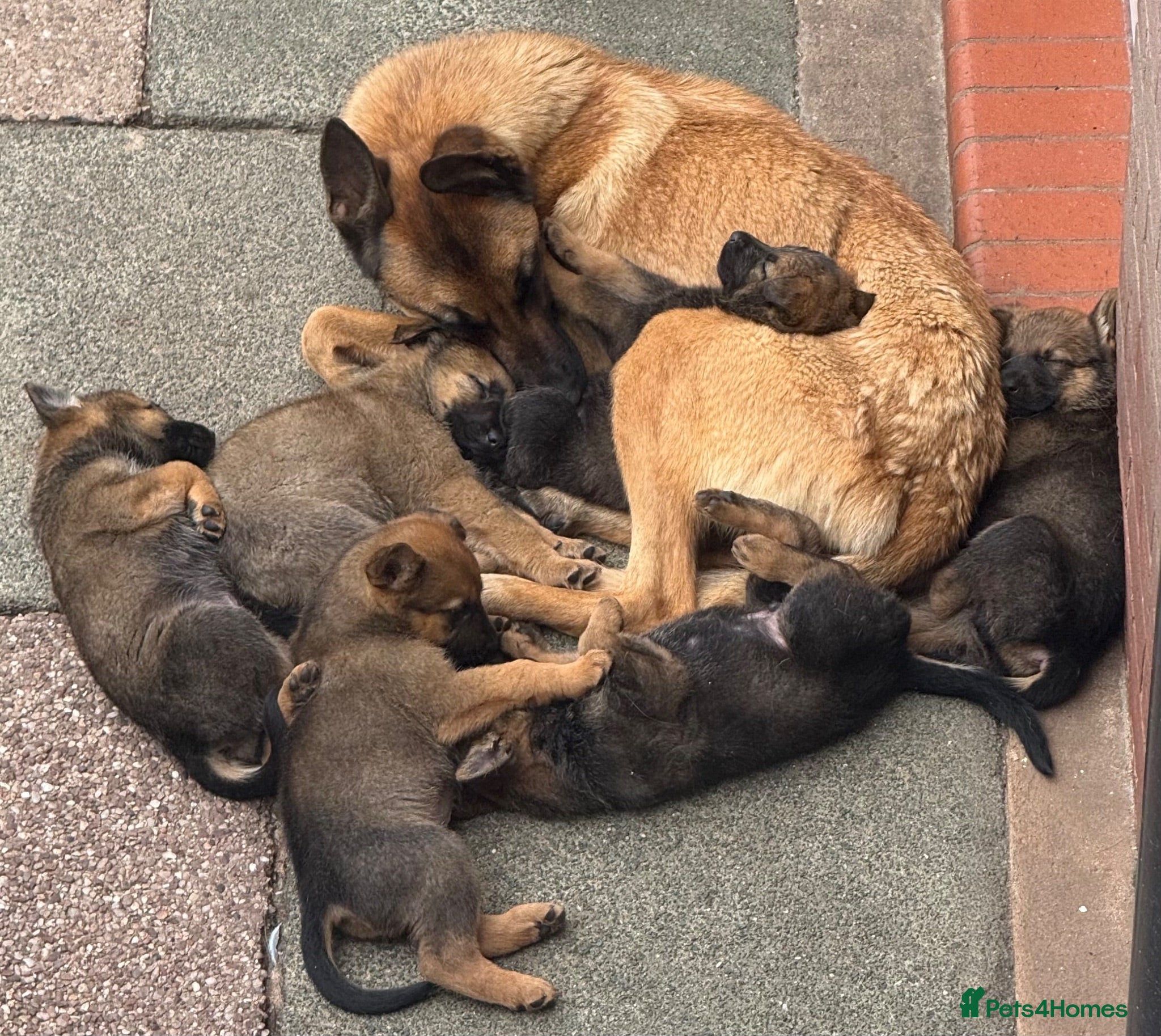 Mixed Breed dogs Loving puppies ready to leave  - Advert 6