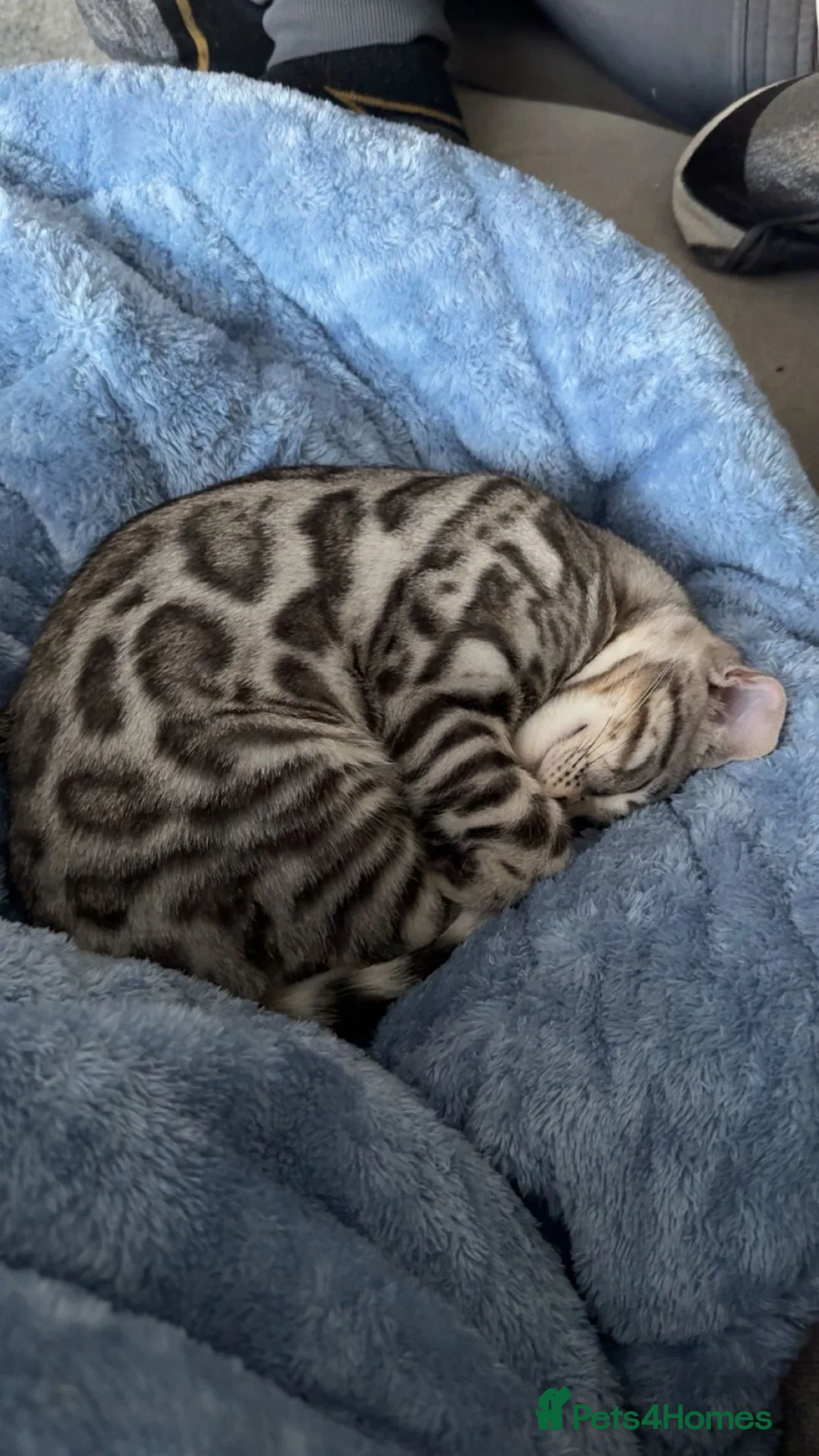 Bengal cats for stud: Juicy Jax - Advert 2