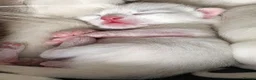 Ragdoll cats for sale: 1 Rare Cream Point Ragdoll Kitten Available - Advert 8