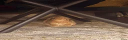 Mini Lop rabbits for sale: Pom - Mini Lop - Neutered Male Rabbit  - Advert 9