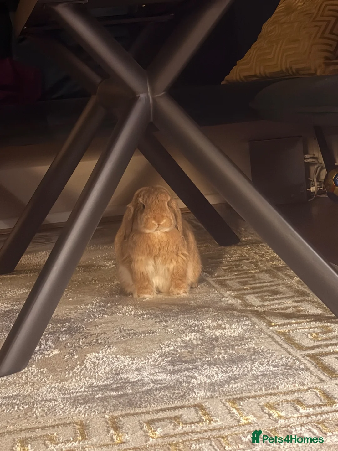 Mini Lop rabbits for sale: Pom - Mini Lop - Neutered Male Rabbit  - Advert 9
