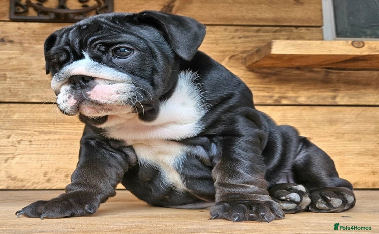 English Bulldog dogs - Advert 3