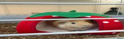 Guinea Pig rodents for sale: 2 Male guinea pigs and indoor cage in Halesowen - Advert 2