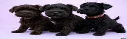 Miniature Schnauzer dogs for sale: Black Mini Schnauzer Litter  - Advert 1