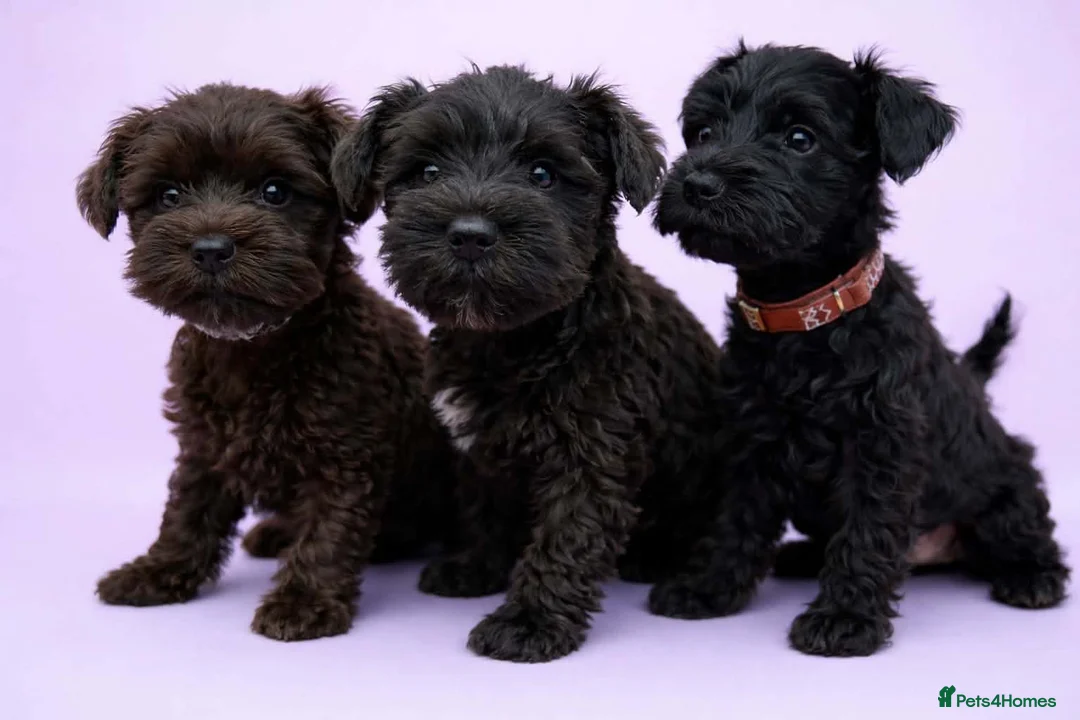 Miniature Schnauzer dogs for sale: Black Mini Schnauzer Litter  - Advert 1