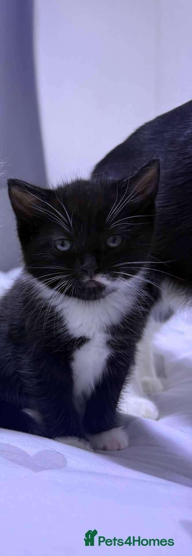 Mixed Breed cats Female kitten needing loving home  - Advert 2