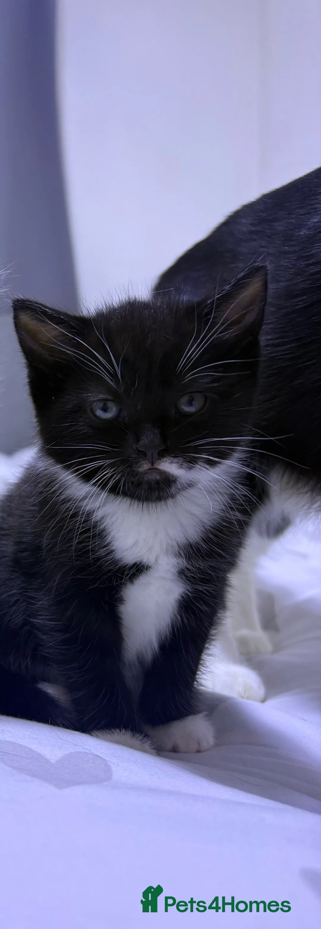 Mixed Breed cats for sale: Female kitten needing loving home  - Advert 1