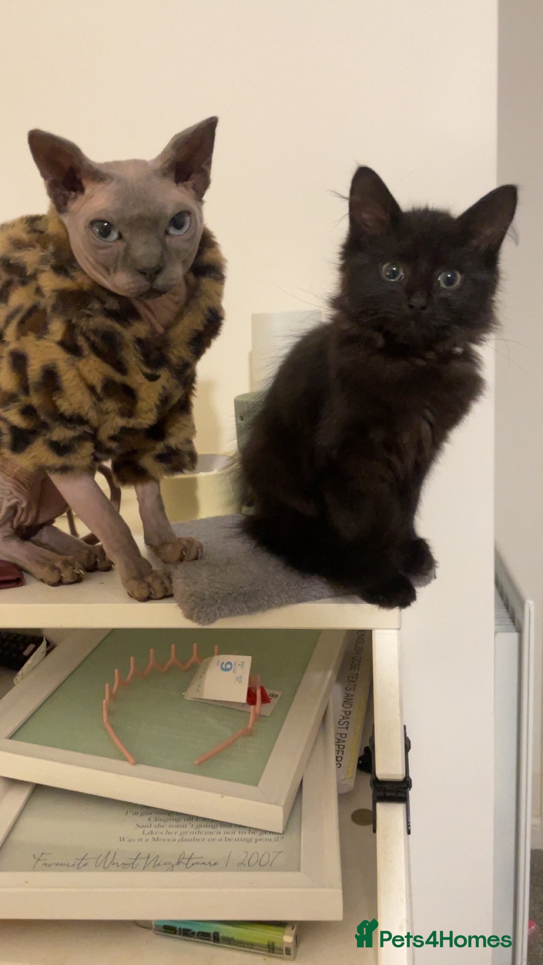 Sphynx cats for sale: Blue sphynx cat  - Advert 1