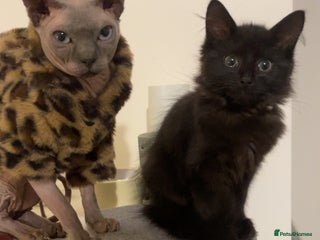 Sphynx cats Blue sphynx cat - Advert 2