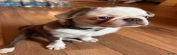 Jug dogs for sale: Molly the jug  - Advert 1