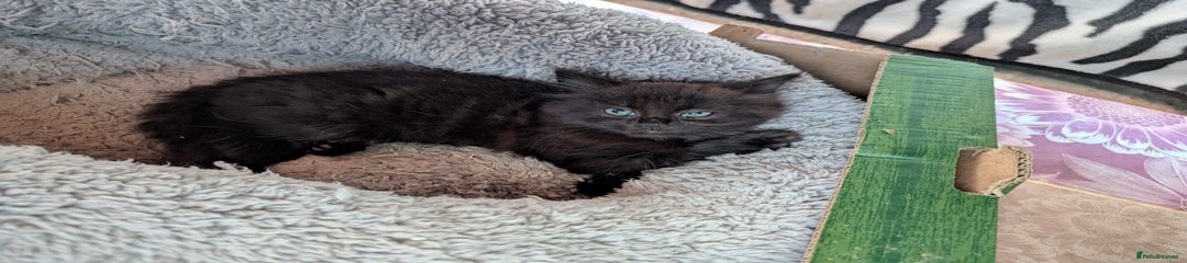 British Longhair Kitten 2