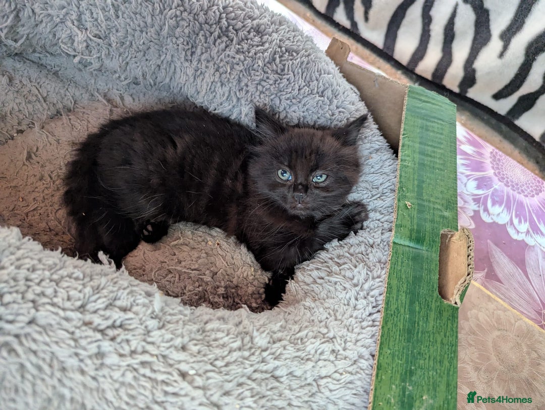 British Longhair cats for sale: Fluffy kittens very beautifull - Image 11