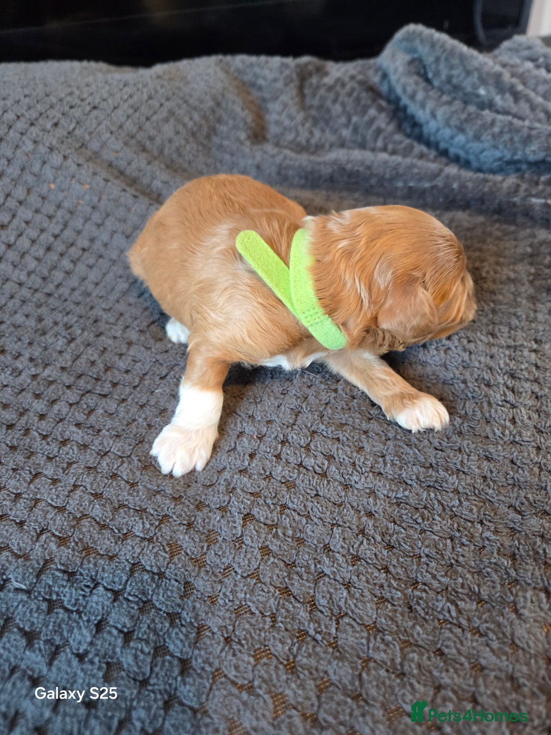 Cavapoo dogs for sale: Minature cavapoos - Advert 6