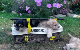 Jackapoo dogs for sale: Three jackapoo puppies - Image 14