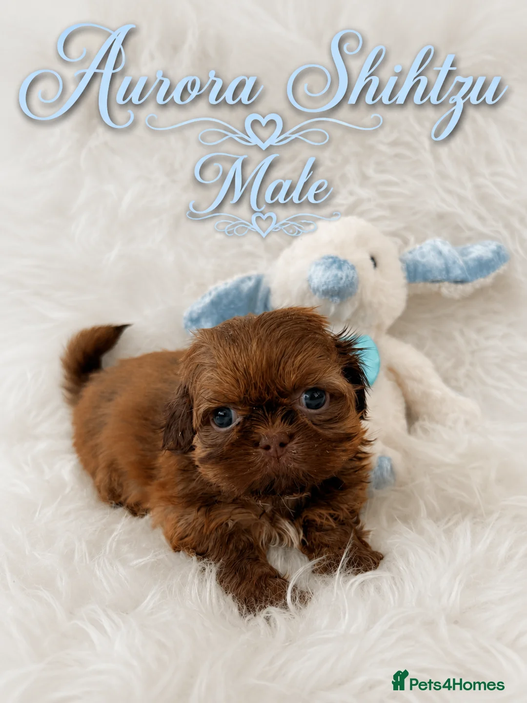 Shih Tzu dogs for sale: Kennel Club Health Tested Tiny Lines - Advert 2