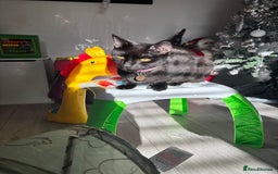 Siamese cats for sale: 1 year old Cat - Advert 3