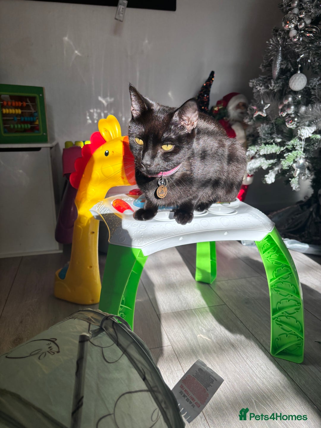 Siamese cats for sale: 1 year old Cat - Advert 3