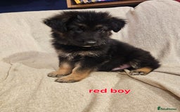 German Shepherd dogs for sale: German sheperd puppies - Image 11