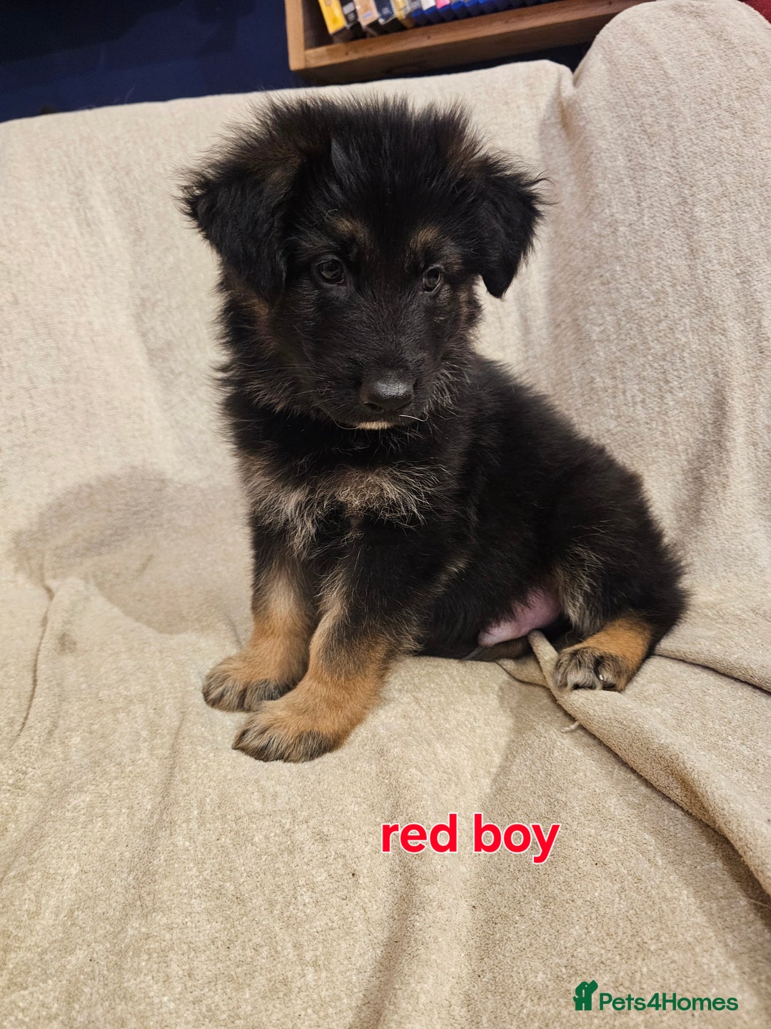 German Shepherd dogs for sale: German sheperd puppies - Image 11