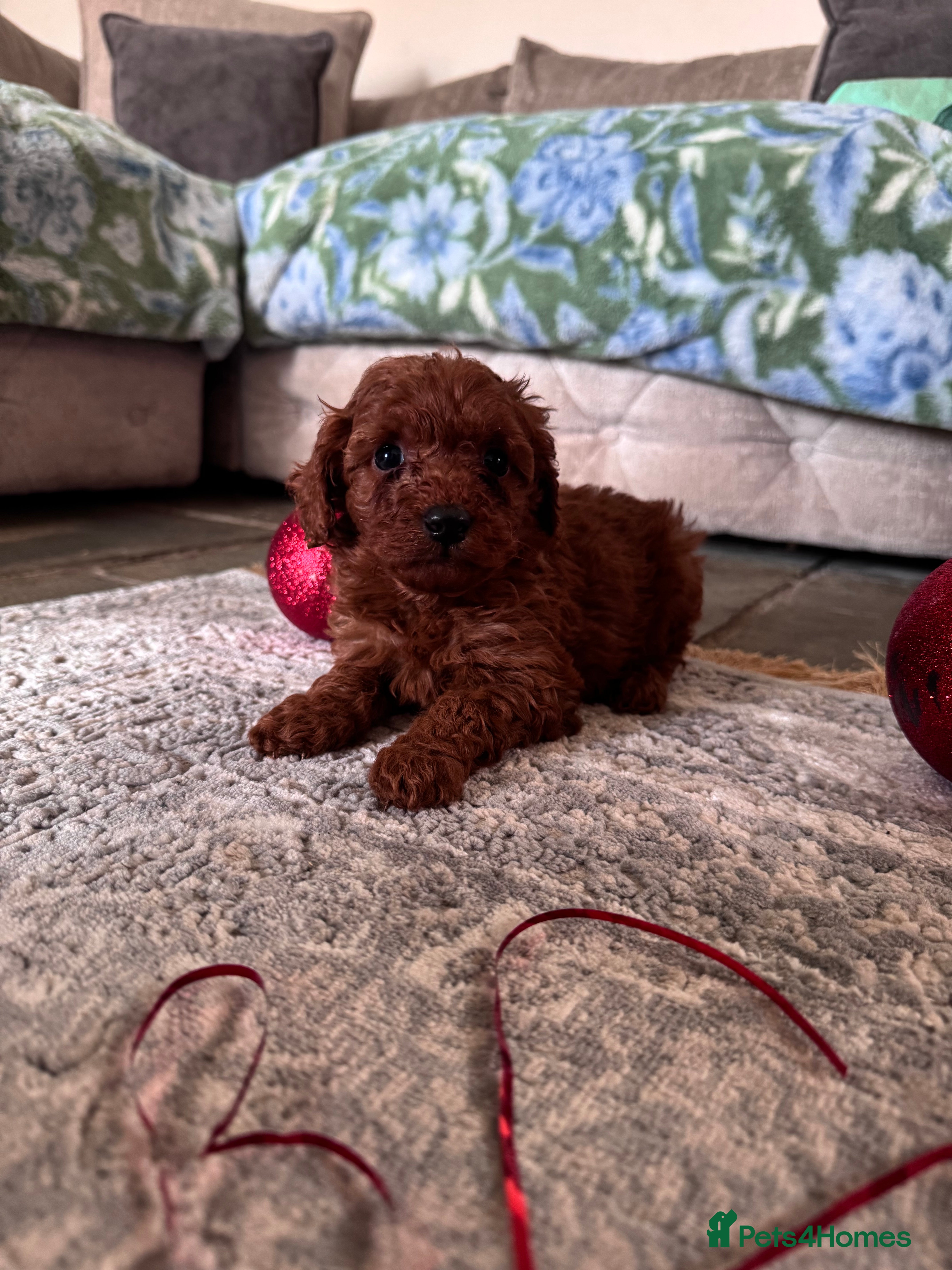 Cavapoo dogs PERFECT CAVAPOOS ❤️ - Advert 13