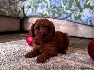 Cavapoo dogs PERFECT CAVAPOOS ❤️ - Advert 1