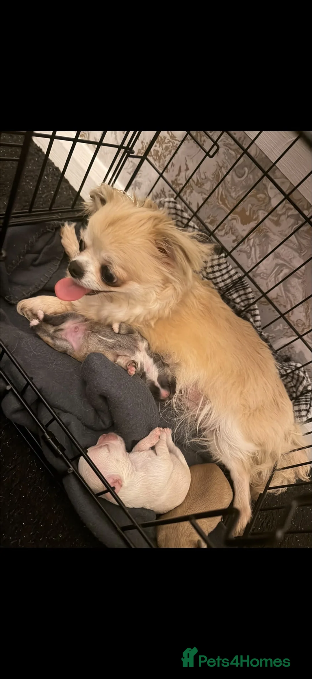 Chihuahua dogs for sale: Chihuahua puppies🐶 - Advert 6