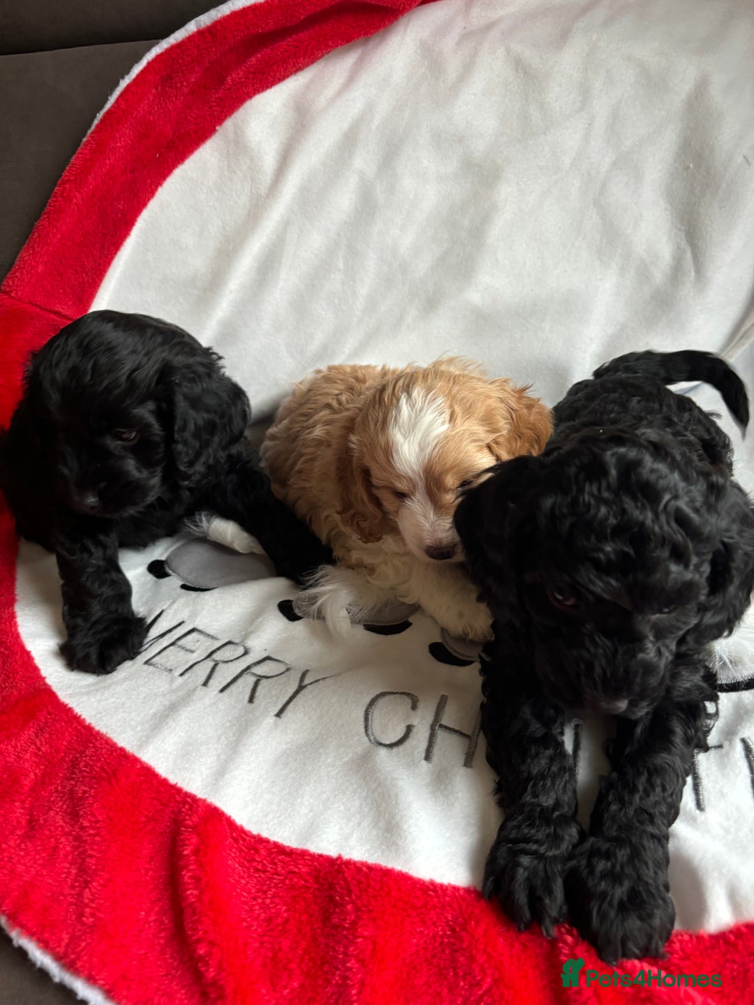 Mixed Breed dogs for sale: Sprockerpoo x cockerpoo pups - Advert 5