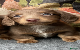 Miniature Dachshund dogs for sale: Miniature longhair dachshund puppies  - Image 5