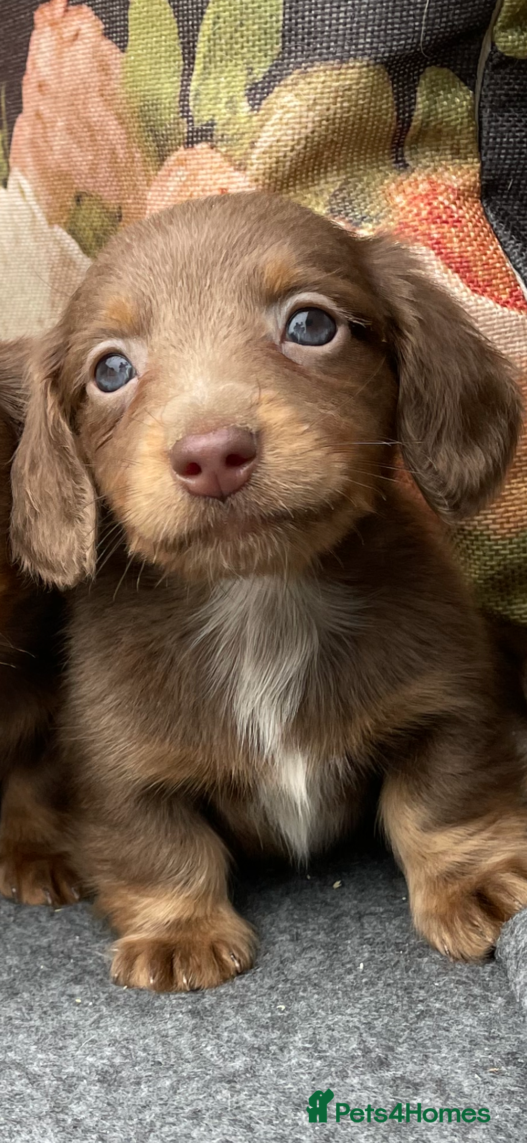 Miniature Dachshund dogs for sale: Miniature longhair dachshund puppies  - Image 5