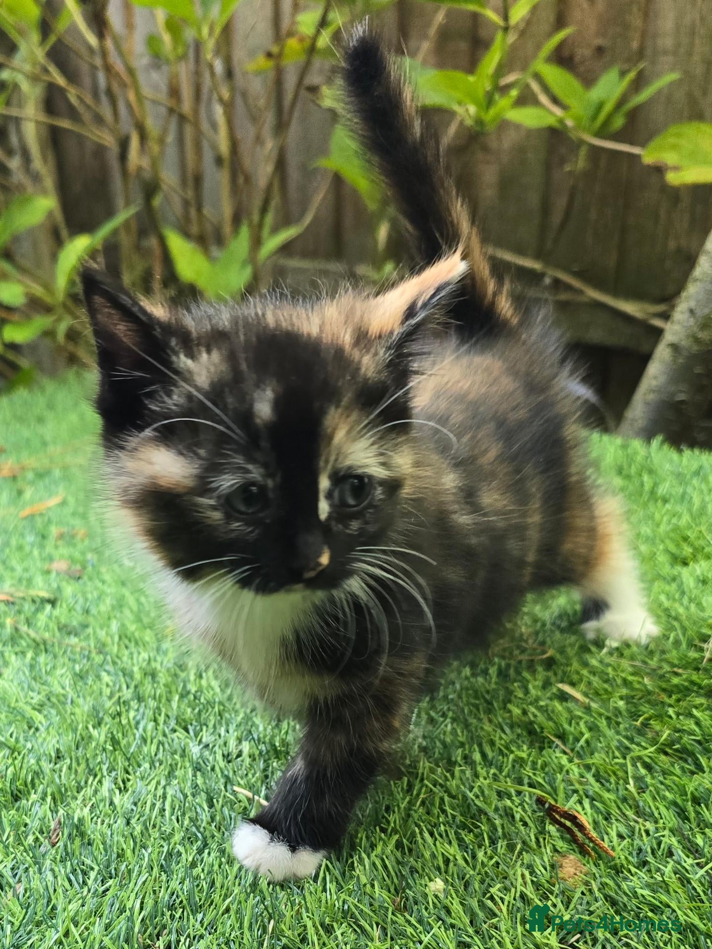 Mixed Breed cats Beautiful Mixed Breed Kittens - RESERVE  - Advert 17