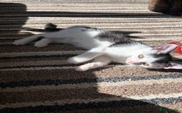 Mixed Breed cats for sale: Gorgeous kittens available  - Image 3