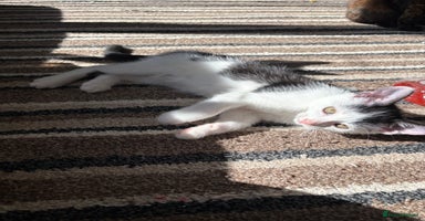 Mixed Breed cats - Advert 15