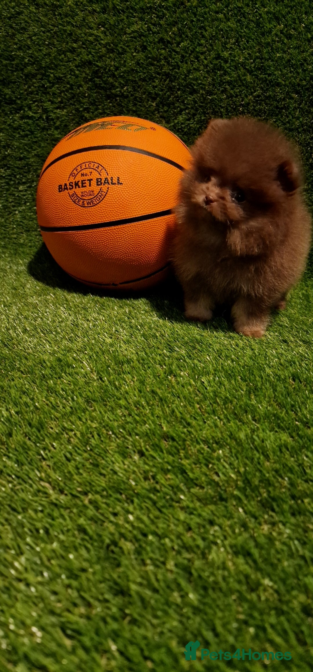 Pomeranian dogs for sale: 🧸💥 TOPQUALITY XXS UNIQUE POMERANIAN PUPPIES 🧸💥 - Image 15