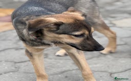 Mixed Breed dogs for adoption: MOCHI – a Superb young Girl for a Loving Home - Advert 14